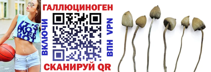 дарнет шоп  Шенкурск  Псилоцибиновые грибы Psilocybe 